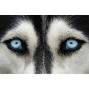 Alaska Kortrijk - Ieper cvba.jpg