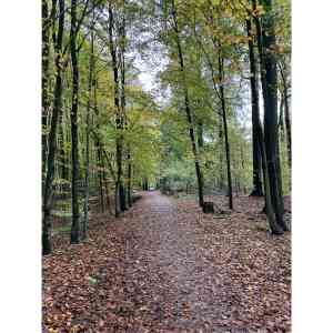 Moerenhout, Kwinten.jpg