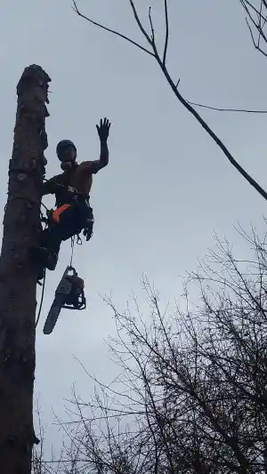 Boomverzorging Tervuren - Filip Brouwers.jpg