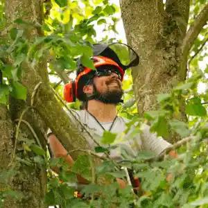TreeFix - Boomverzorging.jpg