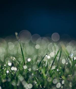 Uitvaart Mussche Gent.jpg