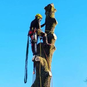 Boomverzorging Bertels.jpg