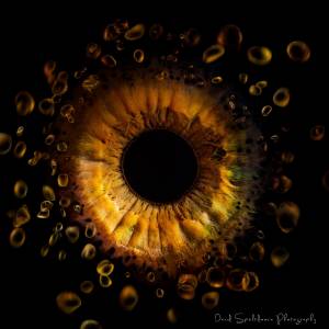 David Speltdoorn Fotografie.jpg