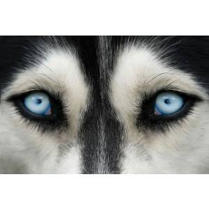 Alaska Kortrijk - Ieper cvba.jpg